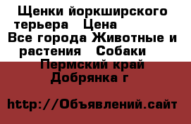 Щенки йоркширского терьера › Цена ­ 20 000 - Все города Животные и растения » Собаки   . Пермский край,Добрянка г.